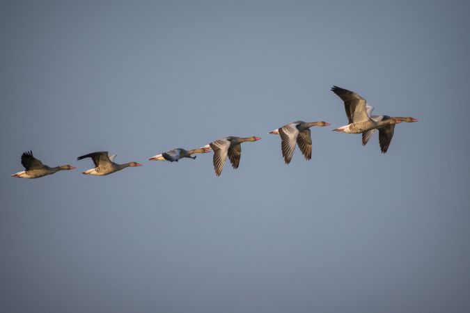 A flock of Greylag Geese flying high in the blue sky at Thol Bird Sanctuary in Gujarat, India