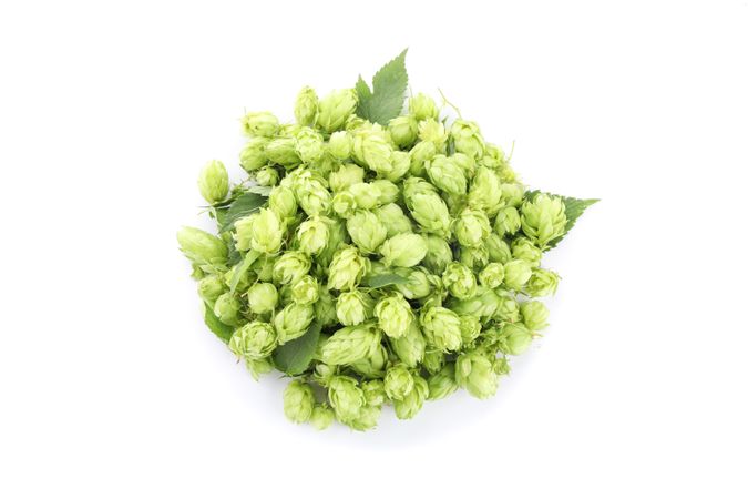 Heap of green hop isolated on plain background