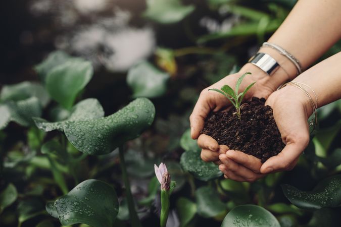 Close up image of female gardener hands holding a sapling at greenhouse