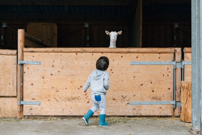 Child extending dry grass to goats in yard
