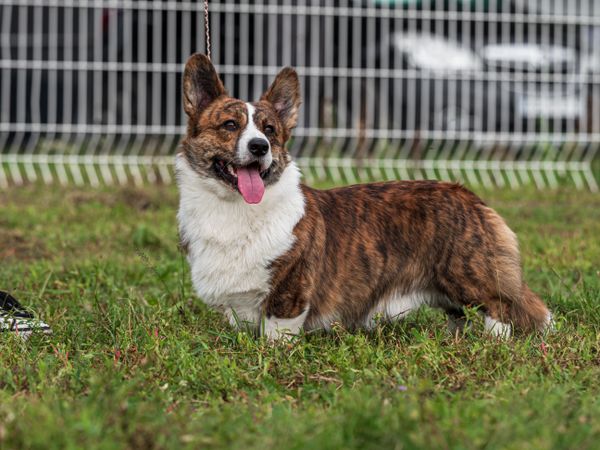 Cardigan Welsh Corgi at a dog show. Sunny day.