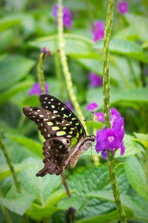 A beautiful Tailed Jay Butterfly perched on tarpeta flowers at a park in Mumbai, India