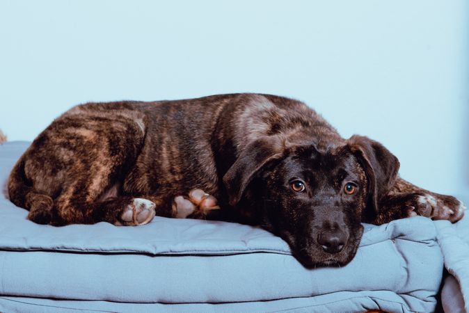 Dog lying on floor
