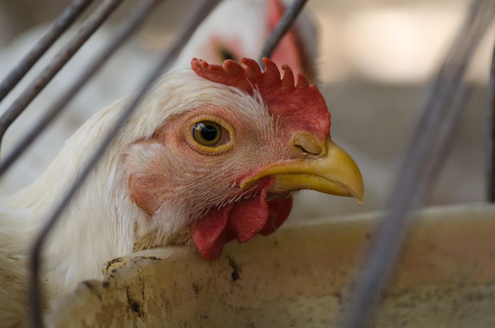 Close-up on chicken face