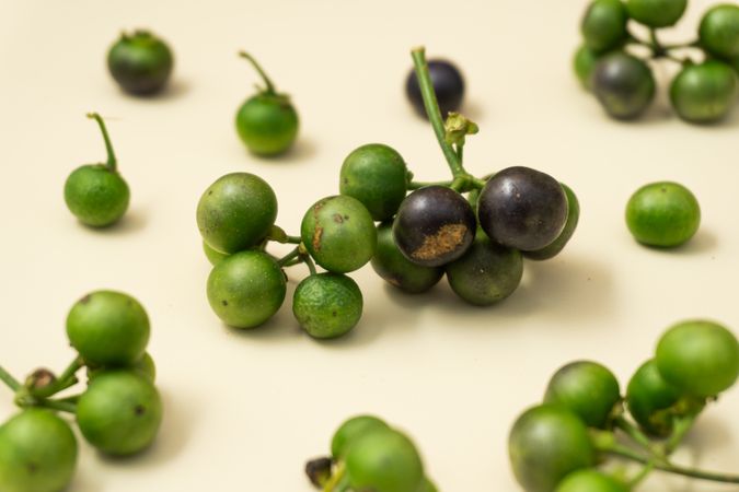 Fresh leunca (Solanum nigrum) berries