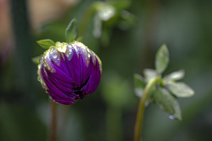 Closed purple flower with dew drops and selective focus