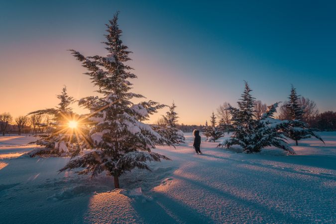 Traveler walking on snow around conifer trees