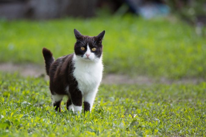 Cat walking on green grass field