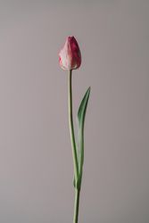 Single tulip on cream background