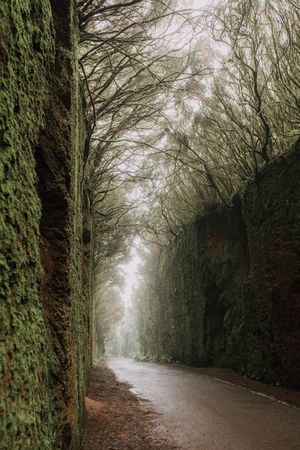 Footpath between murk alley of high walls and woods