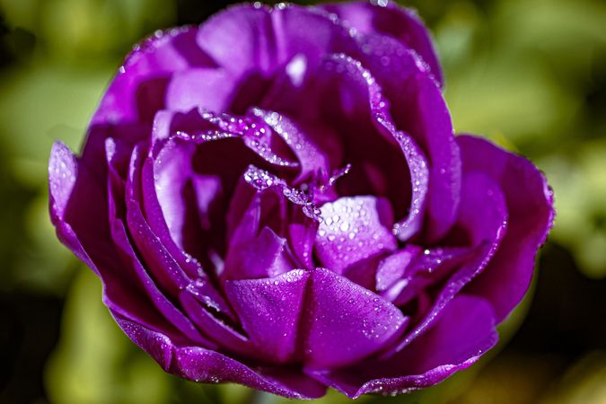 Close up of center of purple tulip with droplets