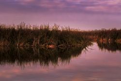 Tall grass in water during a pink hued dusk