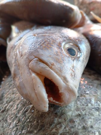 the gaping mouth of a fish in the fish auction market.