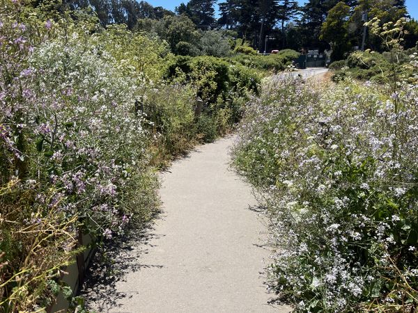 Wild flower path to Golden Gate Bridge