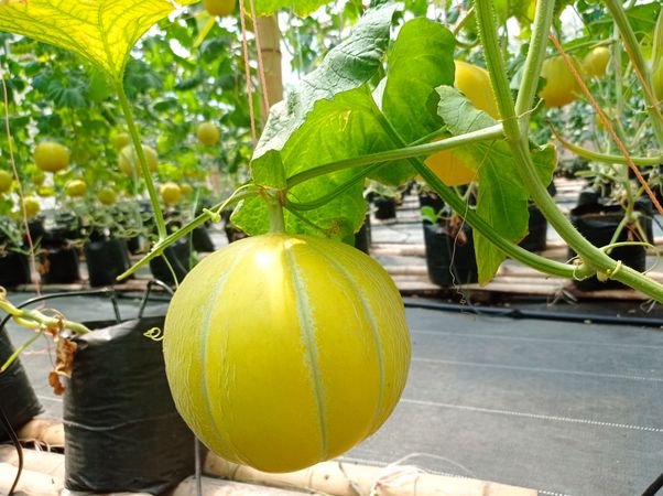 Golden Melon
