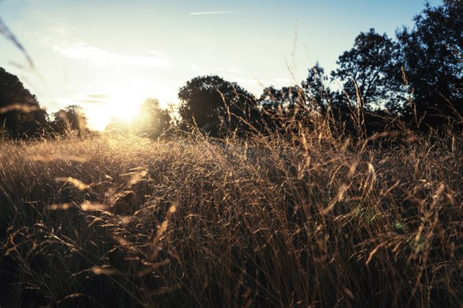 Tall grass in rural field