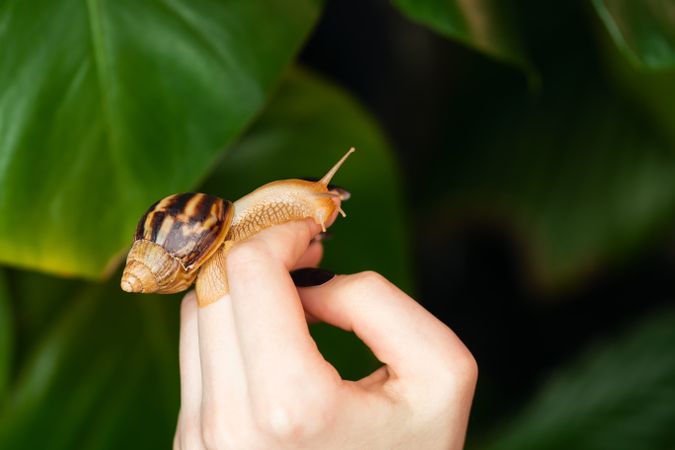 Snail Achatina on woman hand with green plants in background