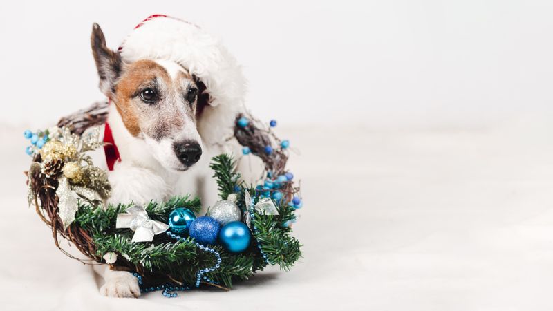 Dog wearing hat with Christmas wreath around his neck