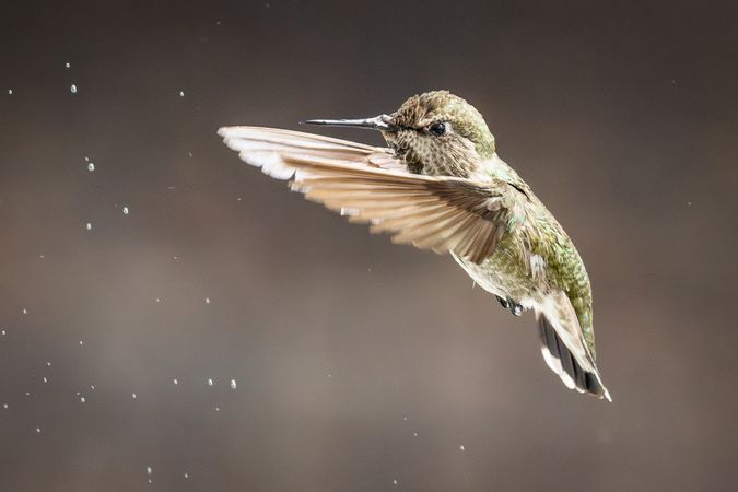 Beautiful Immature Male Anna's Hummingbird In Flight