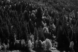 B&W shot of tree tops