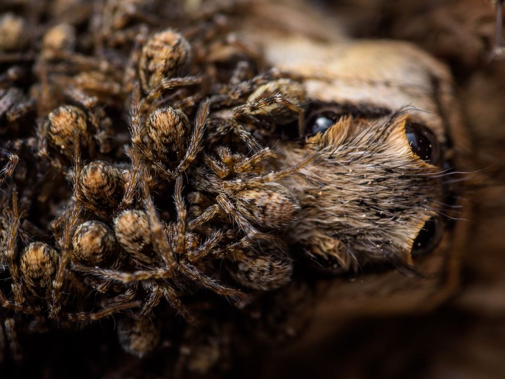 Bunch of dangerous jumping spiders