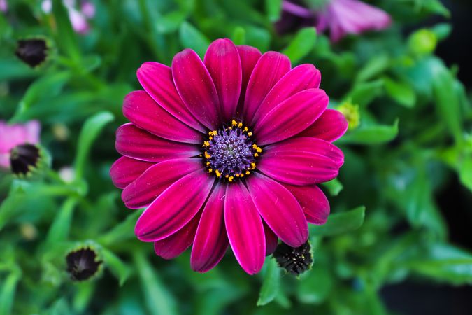 Beautiful flowers in different colors in a close up ciew.