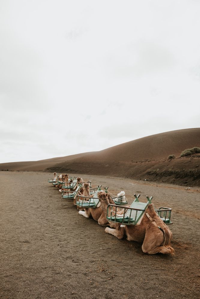 Camels resting near hill