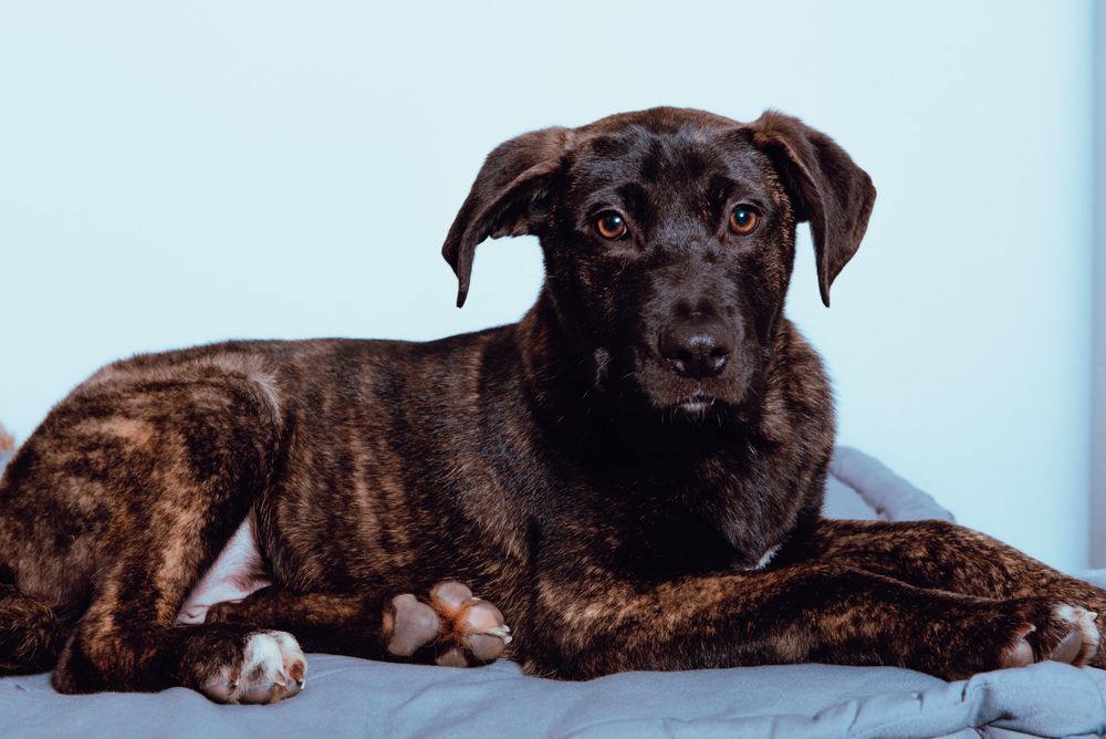 Dog lying on floor