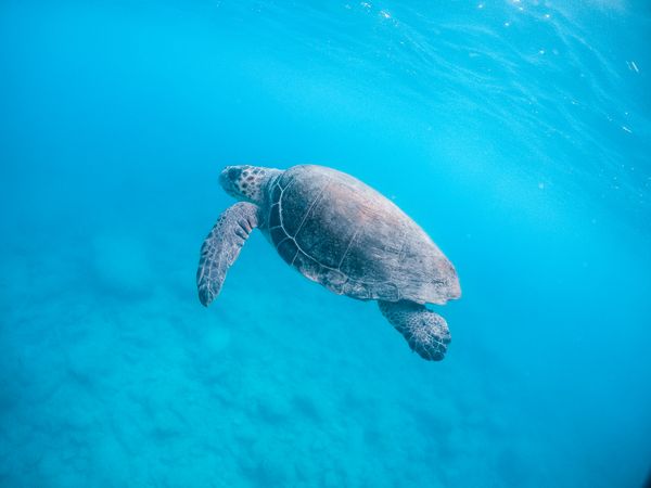 Sea turtle swimming underwater