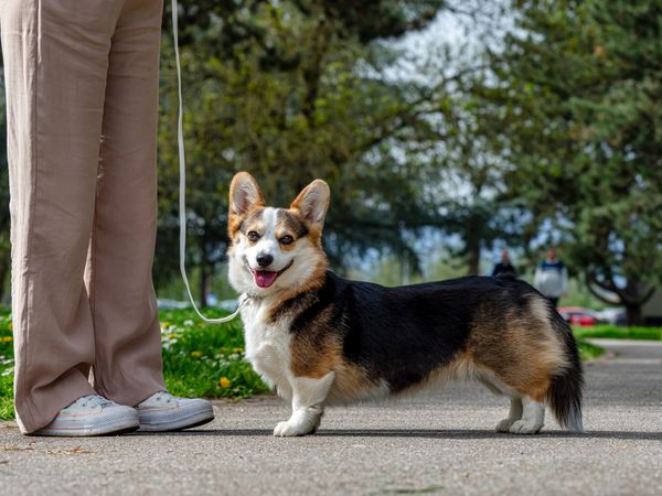 Funny dog tricolor corgi pembroke