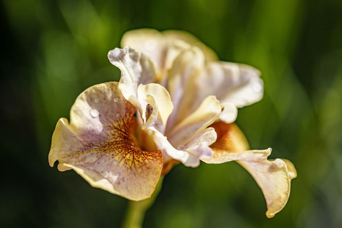 Siberian Iris with green background