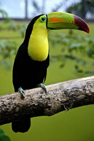 Toucan perching on tree branch