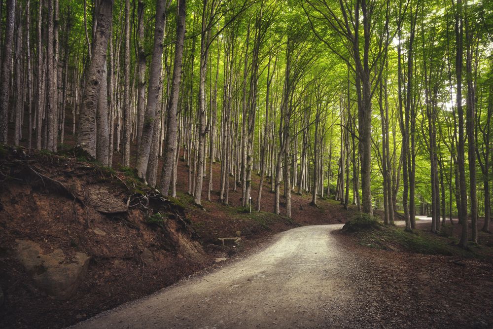 Road in tree misty forest or beechwood, foreste Casentinesi national park, Tuscany, Italy