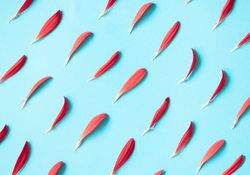 Red soft petals pattern on a light sky blue background