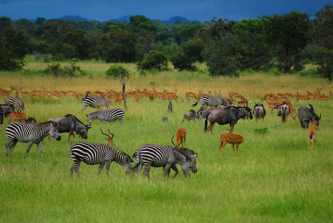 Group of zebras and African deer on green grass field
