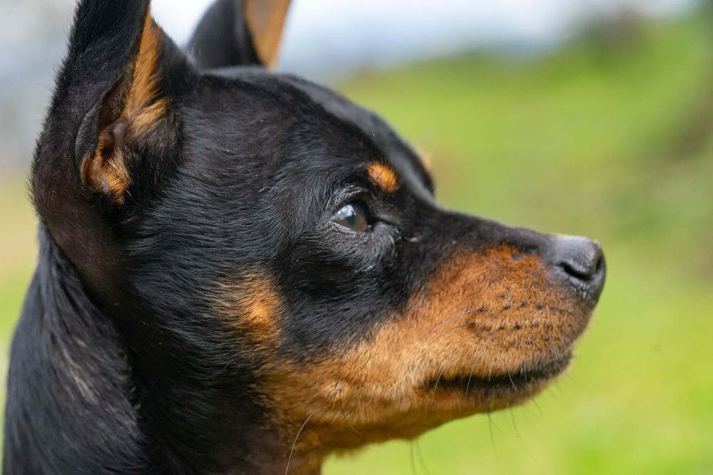 Lancashire Heeler in close-up