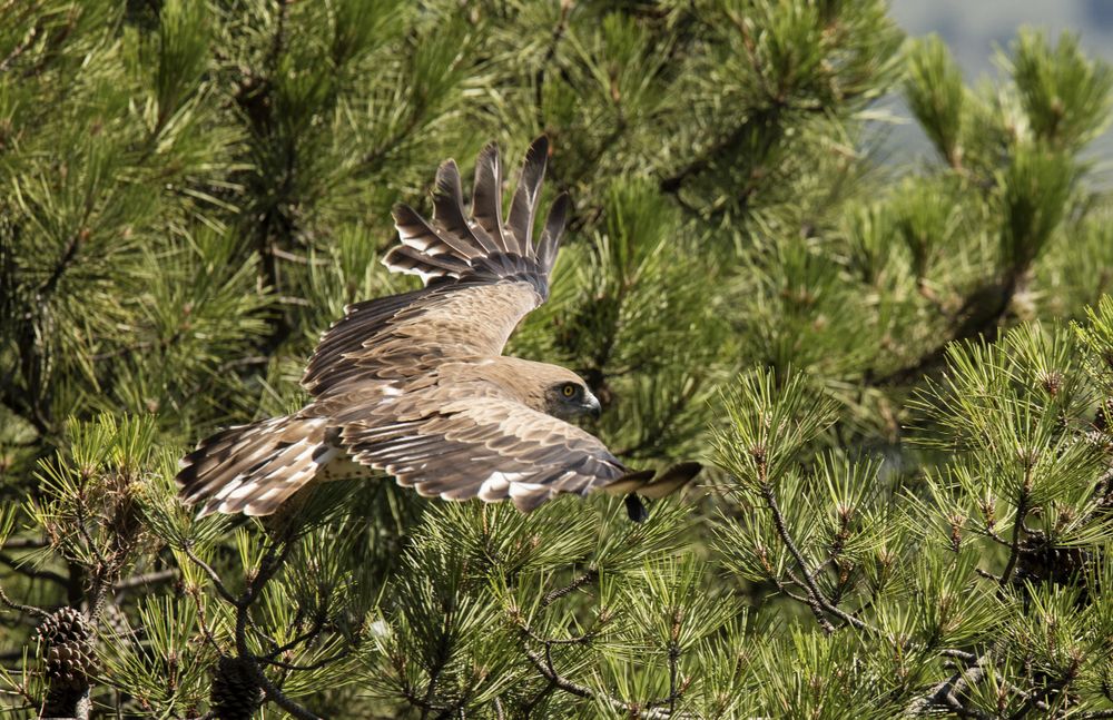 Eagle flying on coniferous tree in sunny day