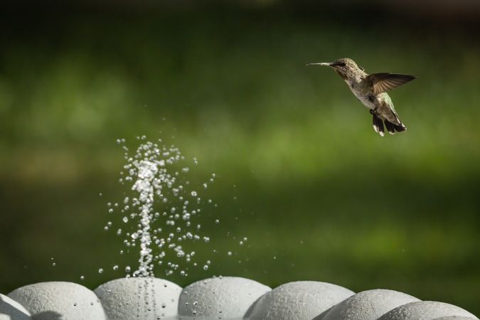 Hummingbird in Flight