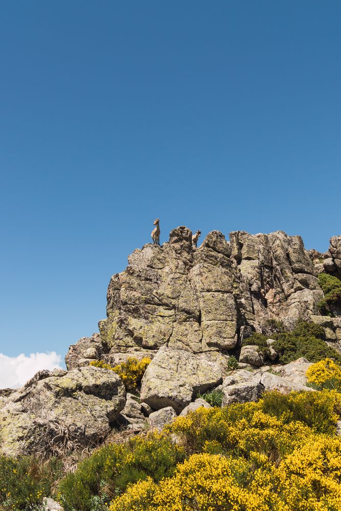 Young goats on high stone on background of blue sky