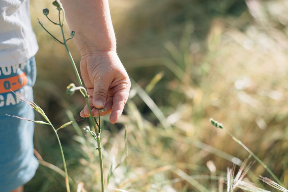Anonymous kid touching a strawberry plant