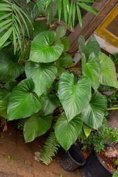 Green Leaf Monstera