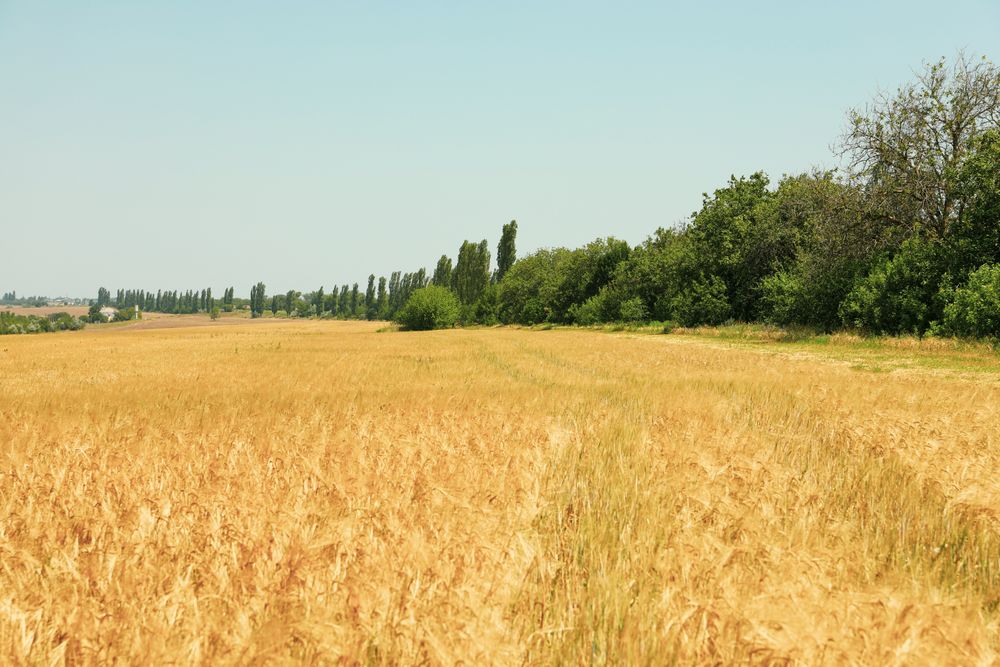 Barley field. Amazing sunny day. Agriculture and farming