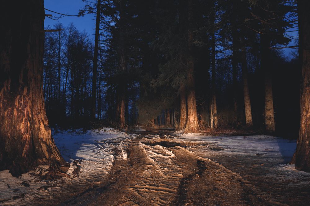 Illuminated highway in evening forest