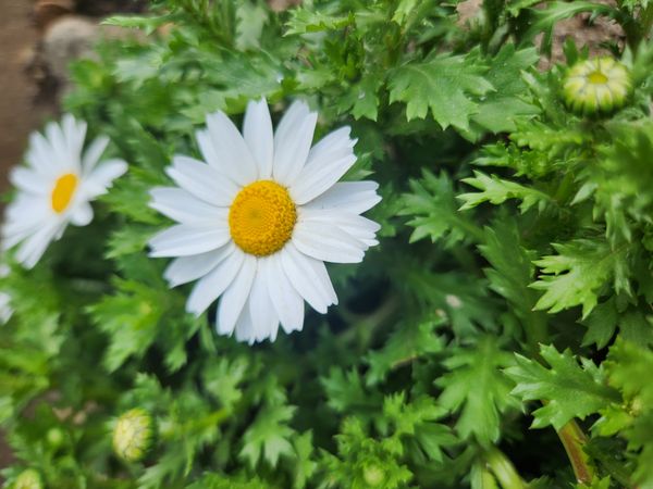 A wild flower