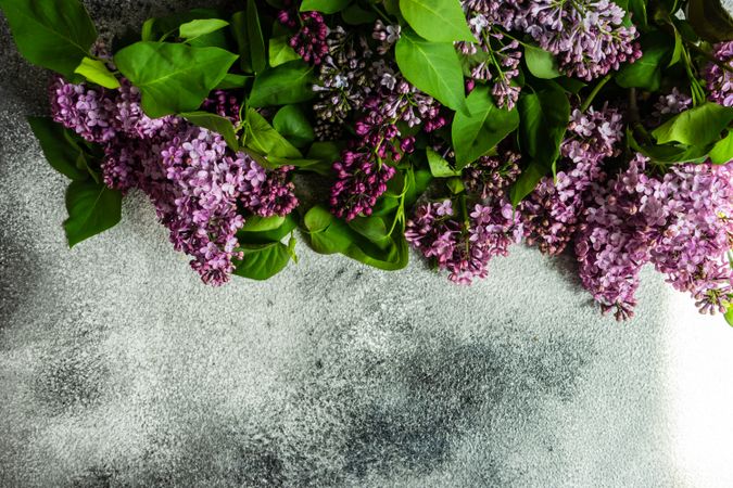 Floral card concept with lilacs framing concrete counter