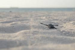 Baby turtle crawling on sand to water