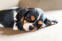 Close up cavalier spaniel sleeping