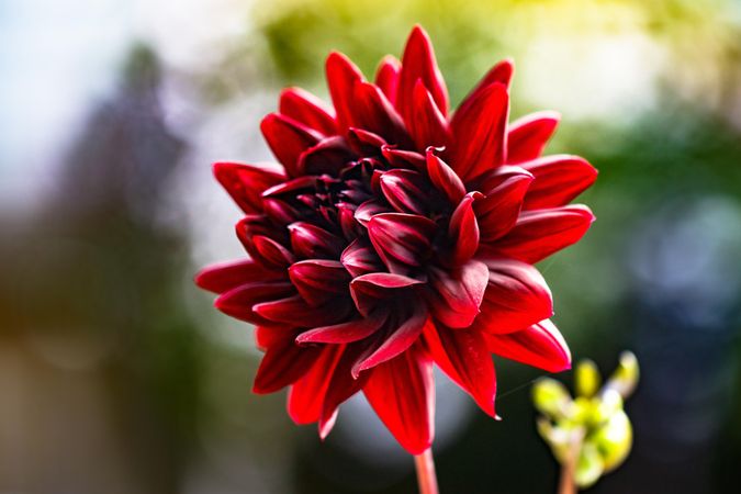 Vibrant red flower in the sunshine