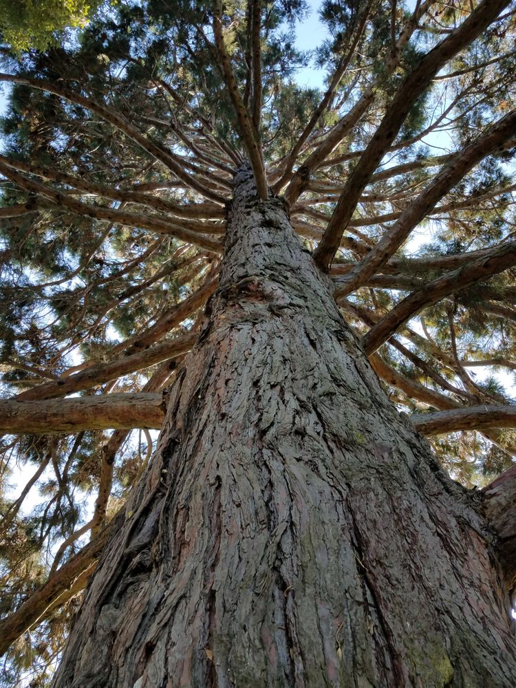 Shot from redwood tree trunk