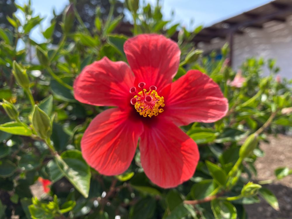 Close up of Hibiscus in full bloom